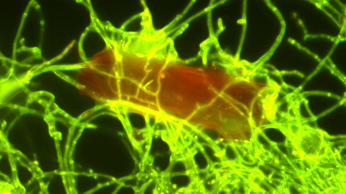 Parengyodontium album, el hongo hambriento que “come” plástico y podría ayudar a limpiar los océanos